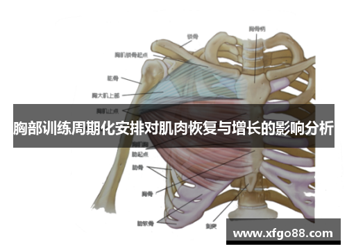 胸部训练周期化安排对肌肉恢复与增长的影响分析